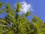 Durban Poison Feminisiert Saatgut - BULK x 100