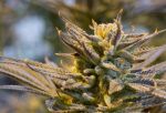 Cookies x Gorilla Feminisiert Saatgut - BULK x 100