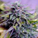 Grandaddy Purple Feminisiert Saatgut - BULK x 100