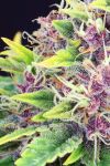 Purple Kush Feminised Seeds - BULK x 100