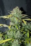 Amnesia Haze Feminised Seeds - BULK x 100