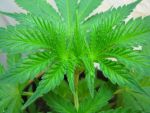 Cheese Regular Seeds - BULK x 100