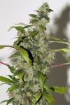 Purple Haze Feminisiert Saatgut - BULK x 100