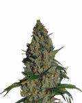 Amnesia Feminised Seeds - 5