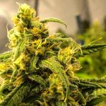 Big Bud Auto Feminised Seeds - 5