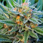 Blue Dream Auto Feminised Seeds - 5