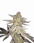 Blueberry Regular Seeds - 10