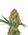 Hindu Kush Auto Féminisée Graines - 5