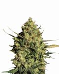Master Kush Auto Feminised Seeds - 5
