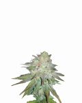 Raspberry Cough Auto Feminized Seeds - 5