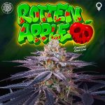 Rotten Apple Feminised Seeds - 6