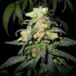 Flo F5 Regular Seeds - 6