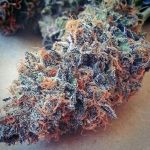 Ultimate Purple Feminised Seeds - 6