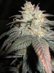 The Black Feminised Seeds - 6