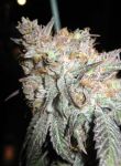 The Black Feminised Seeds - 6