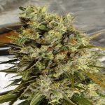 C5 Haze x Kali China Feminised Seeds - 5