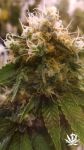 Honey OG Feminised Seeds - 6