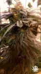 Wild Berry Feminised Seeds - 6