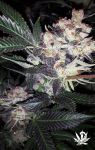 Wild Berry Feminised Seeds - 6