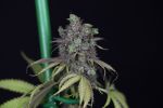 Cookies CBD Auto Feminised Seeds - BULK x 100