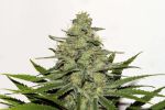 Critical Mass CBD Auto Feminised Seeds - BULK x 100