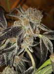 Death Scout Regular Seeds - 12