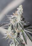 Animal Mints Auto Feminized Seeds - BULK x 100