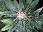 G13 Auto Feminized Seeds - BULK x 100