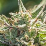 Mythic Cheetah Fast Feminised Seeds - 5