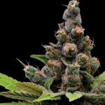 Guava Slushy Feminised Seeds - 5
