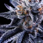 Hazy Girl Feminised Seeds - 5