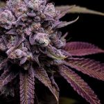 78 Tenzin #4 Regular Seeds - 11