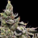 Platinum Affie 78 Regular Seeds - 11