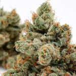 Skywalker 78 Regular Seeds - 11