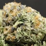 Latte Lato Feminised Seeds - 5