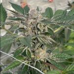Willy's Winery Feminised Seeds - 5