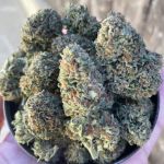 Willy's Winery Feminised Seeds - 5