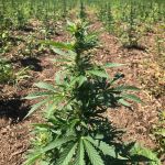 Glu CBD Auto Feminised Seeds - 5