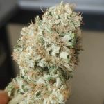 Limonene CBG Feminised Seeds - 5