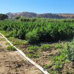 Limonene CBG Feminised Seeds - 5