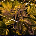 The Don CBD Feminised Seeds - 5