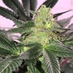 The Don CBD Feminised Seeds - 5