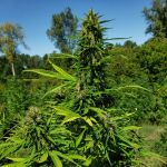The Don CBD Feminised Seeds - 5