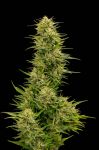 The Don CBD Feminised Seeds - 5