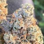 EZ Bake AUTO Feminised Seeds - 5