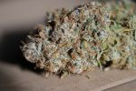 Jack Herrer Auto Feminised Seeds - BULK x 25