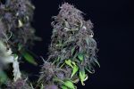 Purple Punch Feminised Seeds - BULK x 25