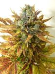 Sour Diesel Auto Feminised Seeds - BULK x 25