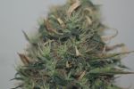 Tiger-One CBD 26:1 Feminised Seeds - BULK x 25
