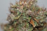 Tiger-One Kush CBD 30:1 Auto Feminised Seeds - BULK x 25